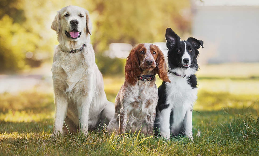 How To Completely Train Your Dog