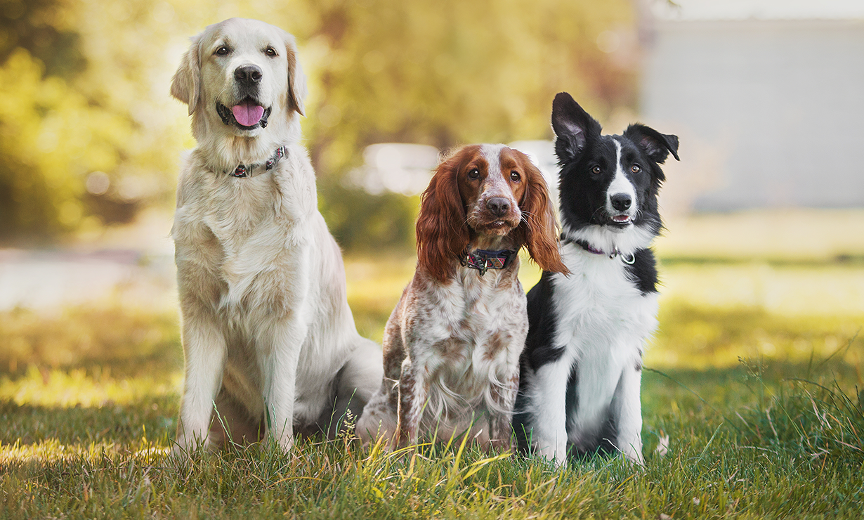 How To Completely Train Your Dog