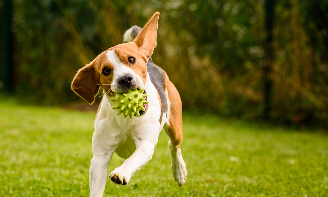 Unleashing The Secret's Of Man's Best Friend