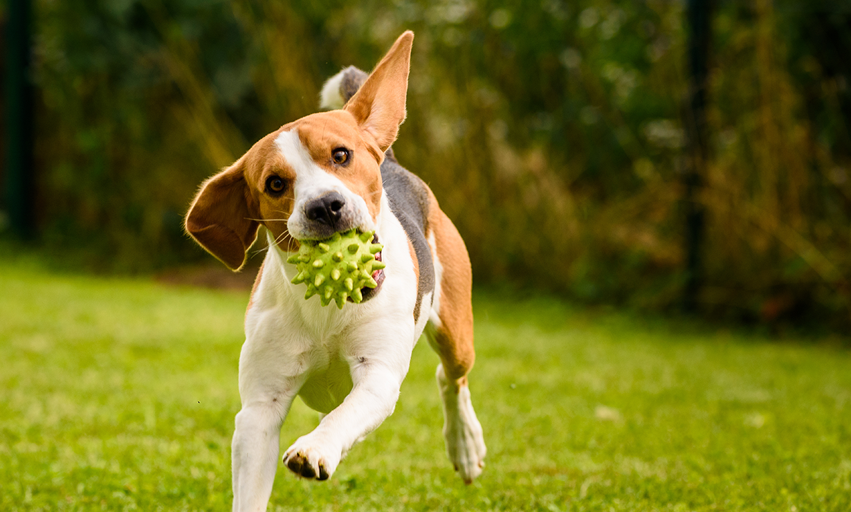 Unleashing The Secret's Of Man's Best Friend